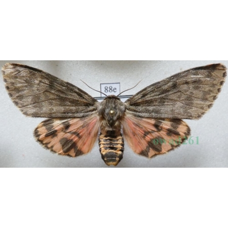 Olepa schleini Witt et al., 2005 female Isreal88e RARE!!!
